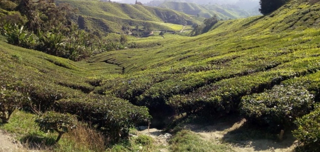 Cameron Highlands